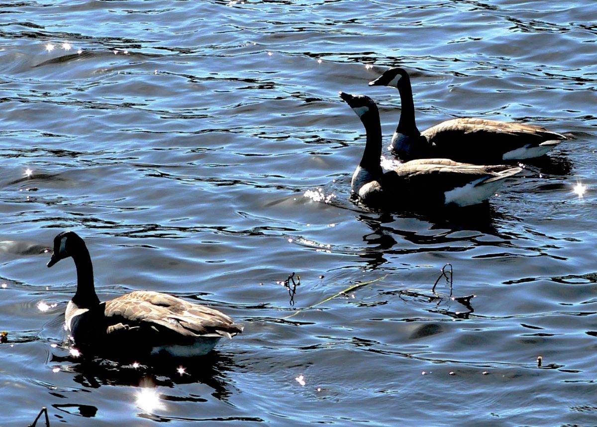 Thee Canada Geese on the surface of a water body.