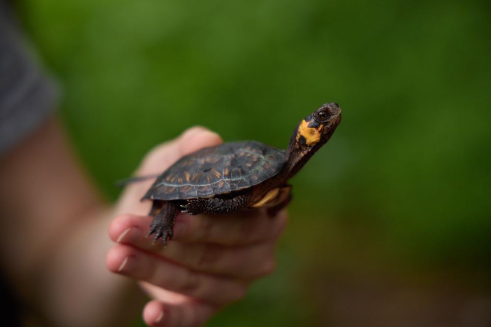 A hand holds a bog turtle as it extends its neck.