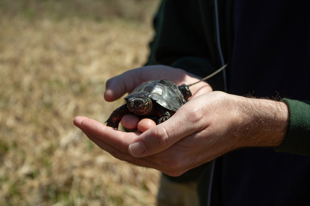 A small bog turtle sits in a man's hands.