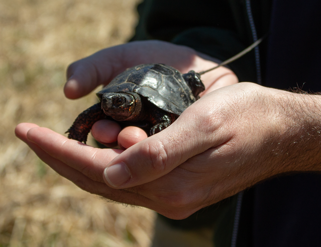 A man's hands hold a bog turtle
