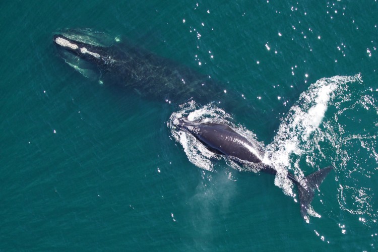 Photo of a North Atlantic Right Whale, from above.