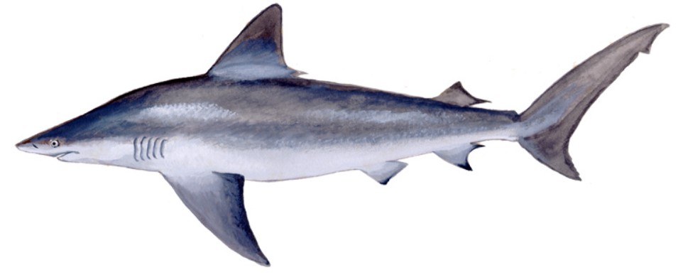 Image of a sandbar shark
