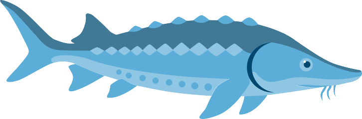 Sturgeon illustration