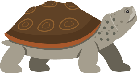Turtle illustration