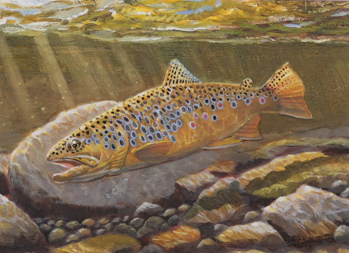 Painting of a brown trout swimming past a rock under water.