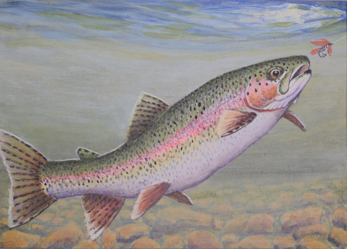 Painting of a rainbow trout about to take a lure.