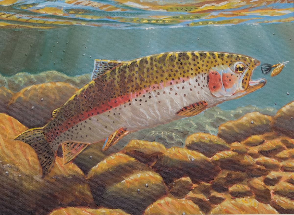 Painting of a rainbow trout about to bite on a lure.
