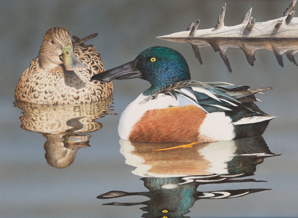 Painting of two Northern Shoveler ducks floating next to a log.