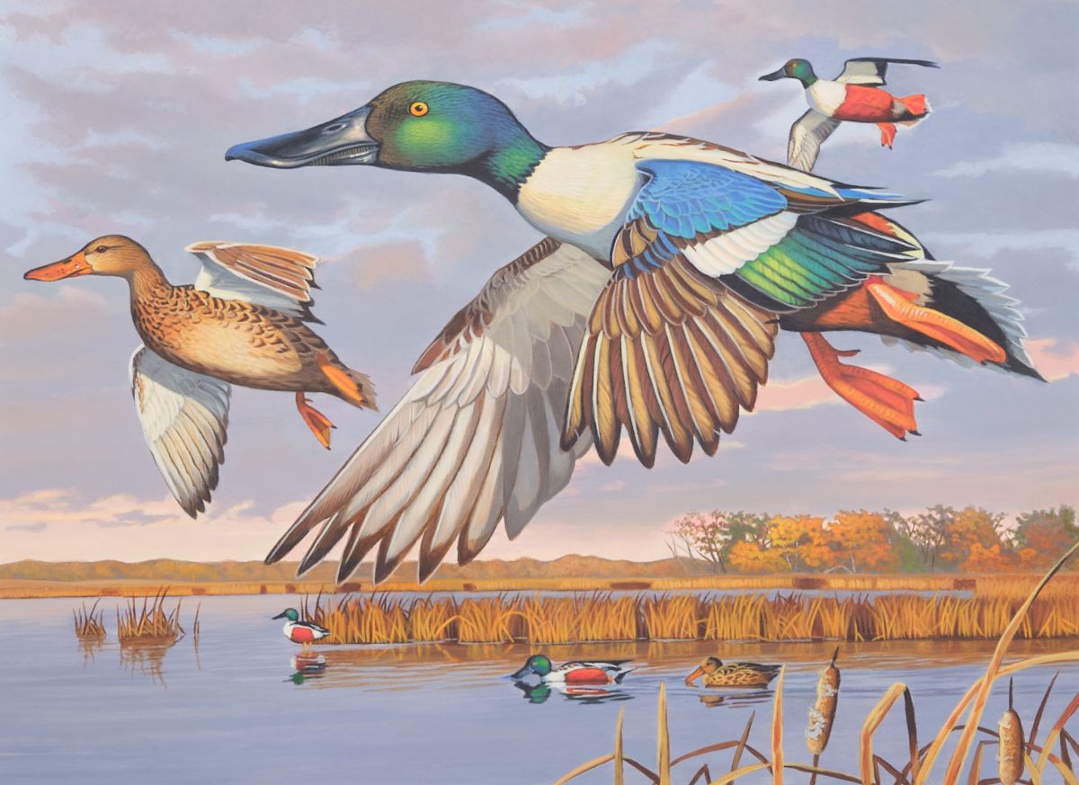 A painting of a group of three Northern Shovelers in flight.