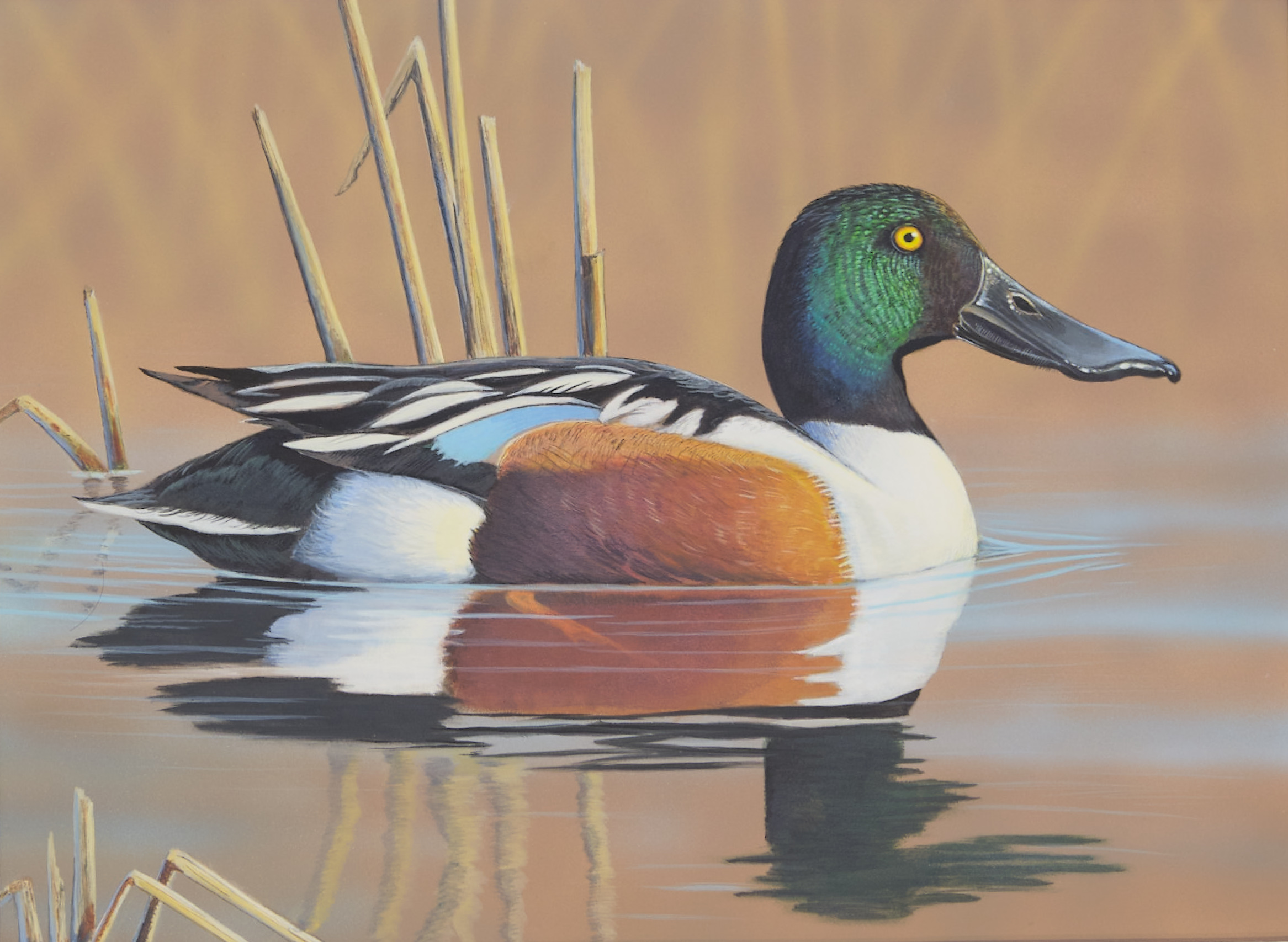 Painting of a Northern Shoveler swimming past reeds.