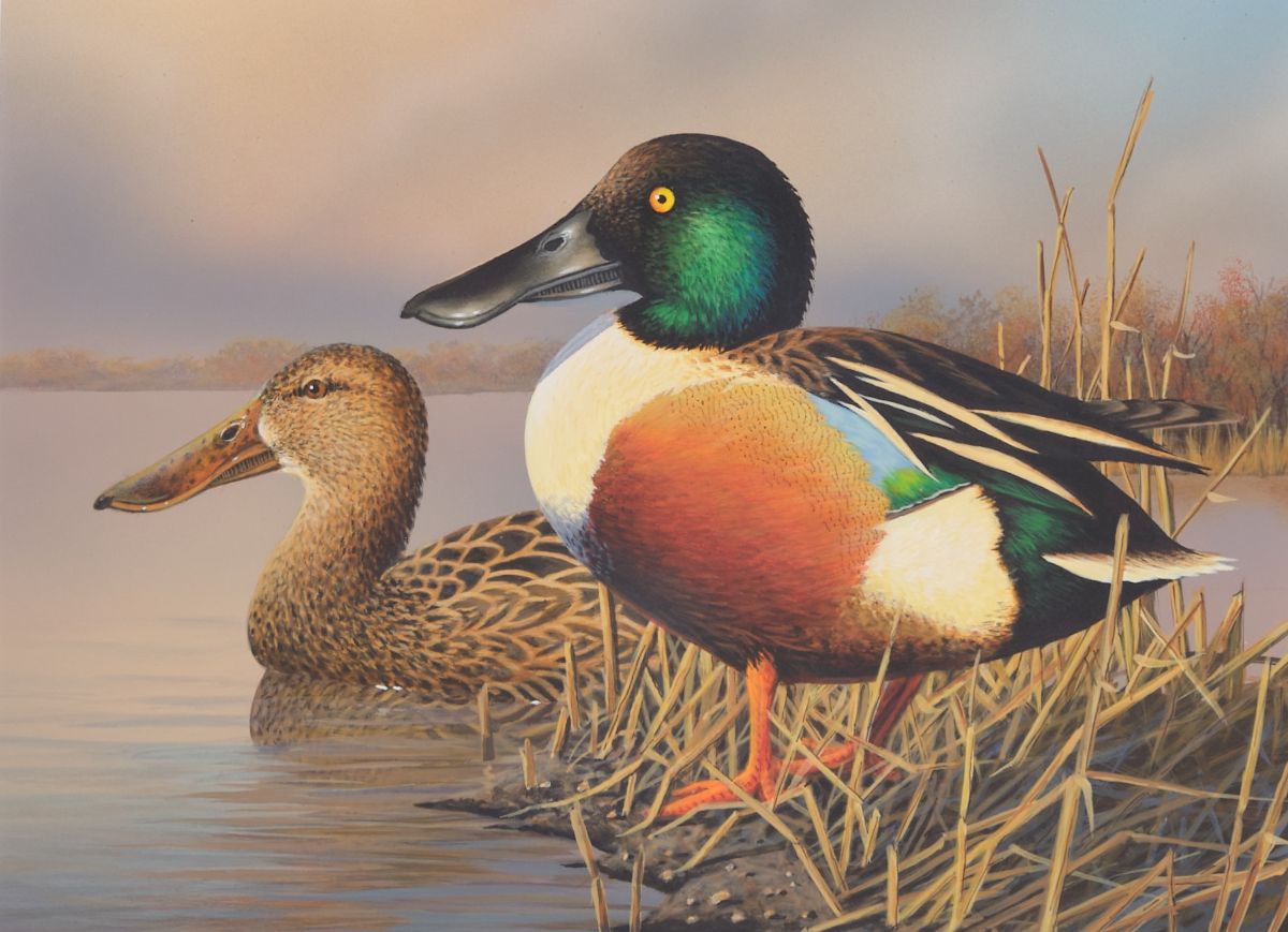 Painting of two ducks, a male and a female Northern Shoveler.