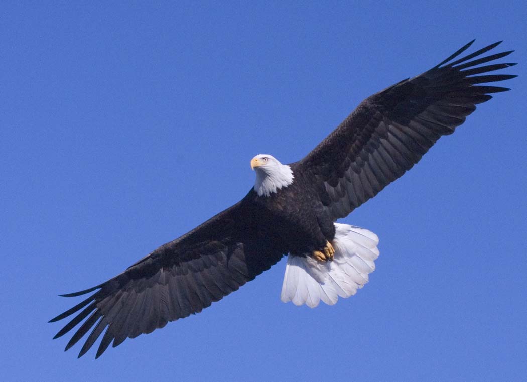 A Bald Eagle in flight