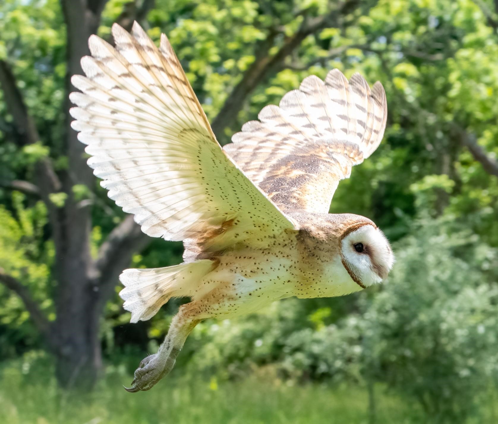 A Barn Owl flies past trees. 