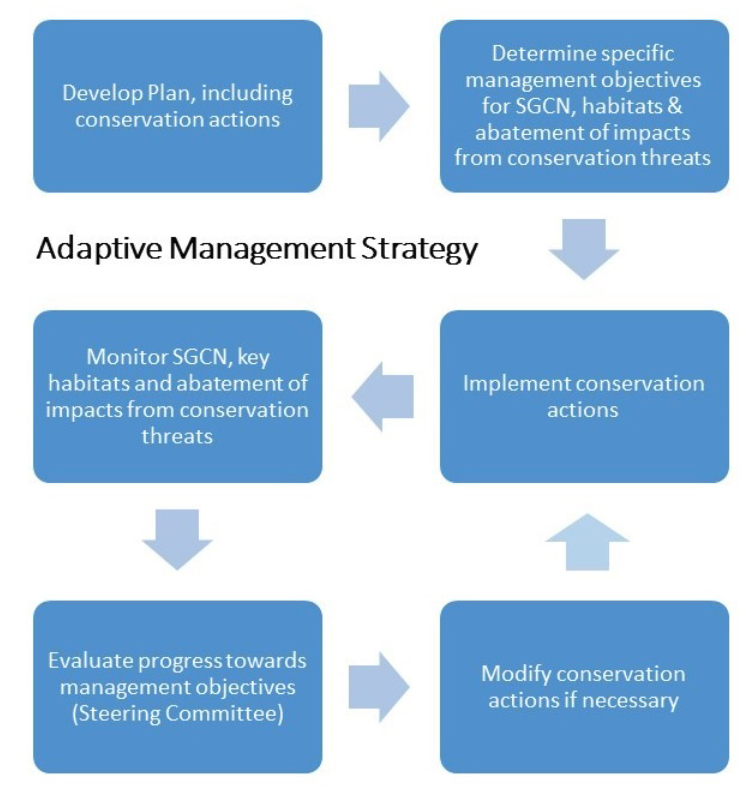 Adaptive management strategy diagram starting with "Develop Plan, including conservation actions" then going to "Determine specific management objectives for SGCN, habitats & abatement of impacts from conservation threats" then "Implement conservation actions" then "Monitor SGCN, key habitats and abatement of impacts from conservation threats" then "Evaluate progress towards management objectives (Steering Committee)" then "Modify conservation actions if necessary" then back to "Implement conservation actions"