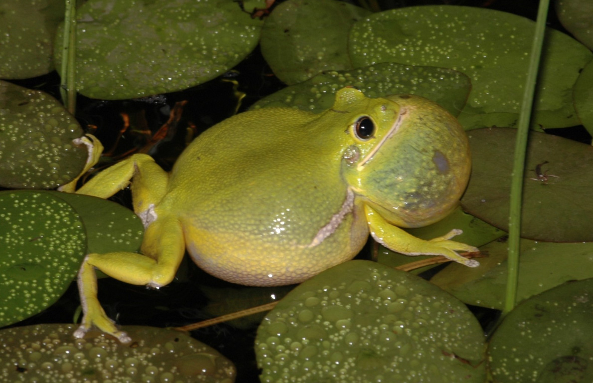 Barking Treefrog (Hyla gratiosa) floats in water surrounded by lily pads. It is a southeastern species that reaches the northern edge of its range in Delaware and is entirely dependent on Coastal Plain seasonal ponds for breeding habitat. Photo by Jim White.