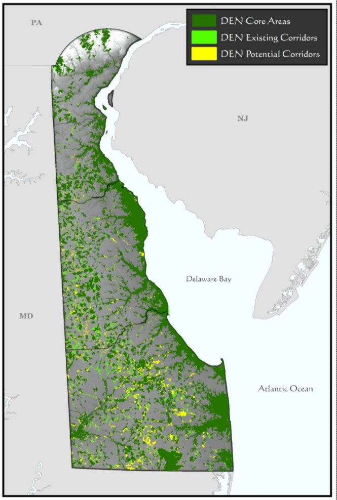 A map of delaware showing DEN modeled Core Areas, Existing and Potential Corridors as the foundation for the DEWAP Conservation Opportunity Areas.