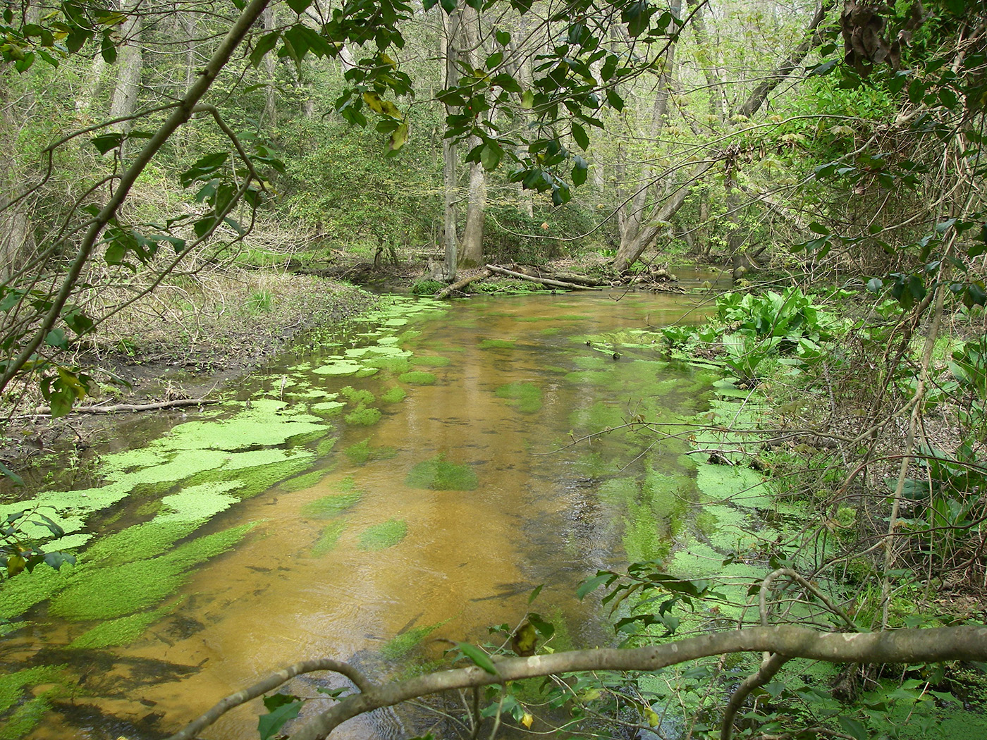 A stream runs through the woods with lush greenery on the sides of the stream.