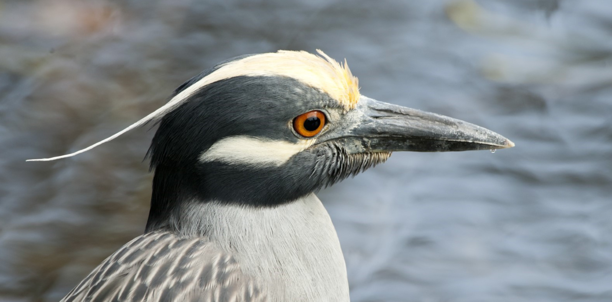 Head and upper body of a Yellow-crowned night heron with blurry background. Photo by Harold Davis