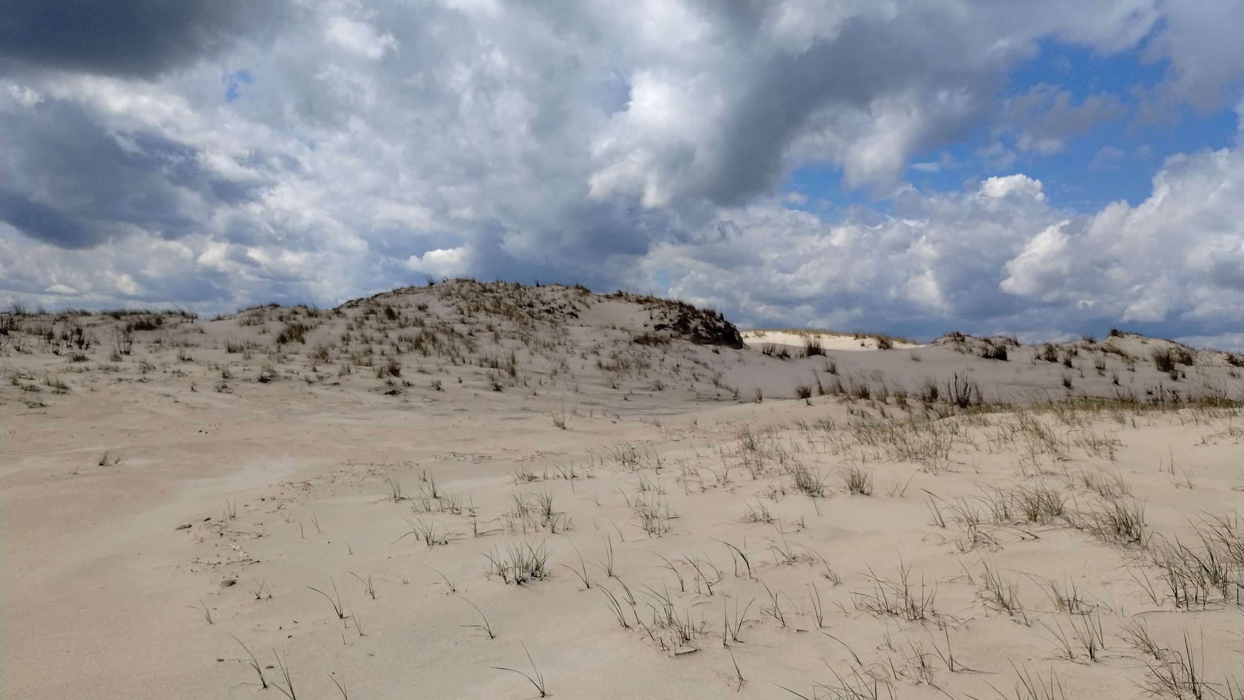 A dune system on a beach.