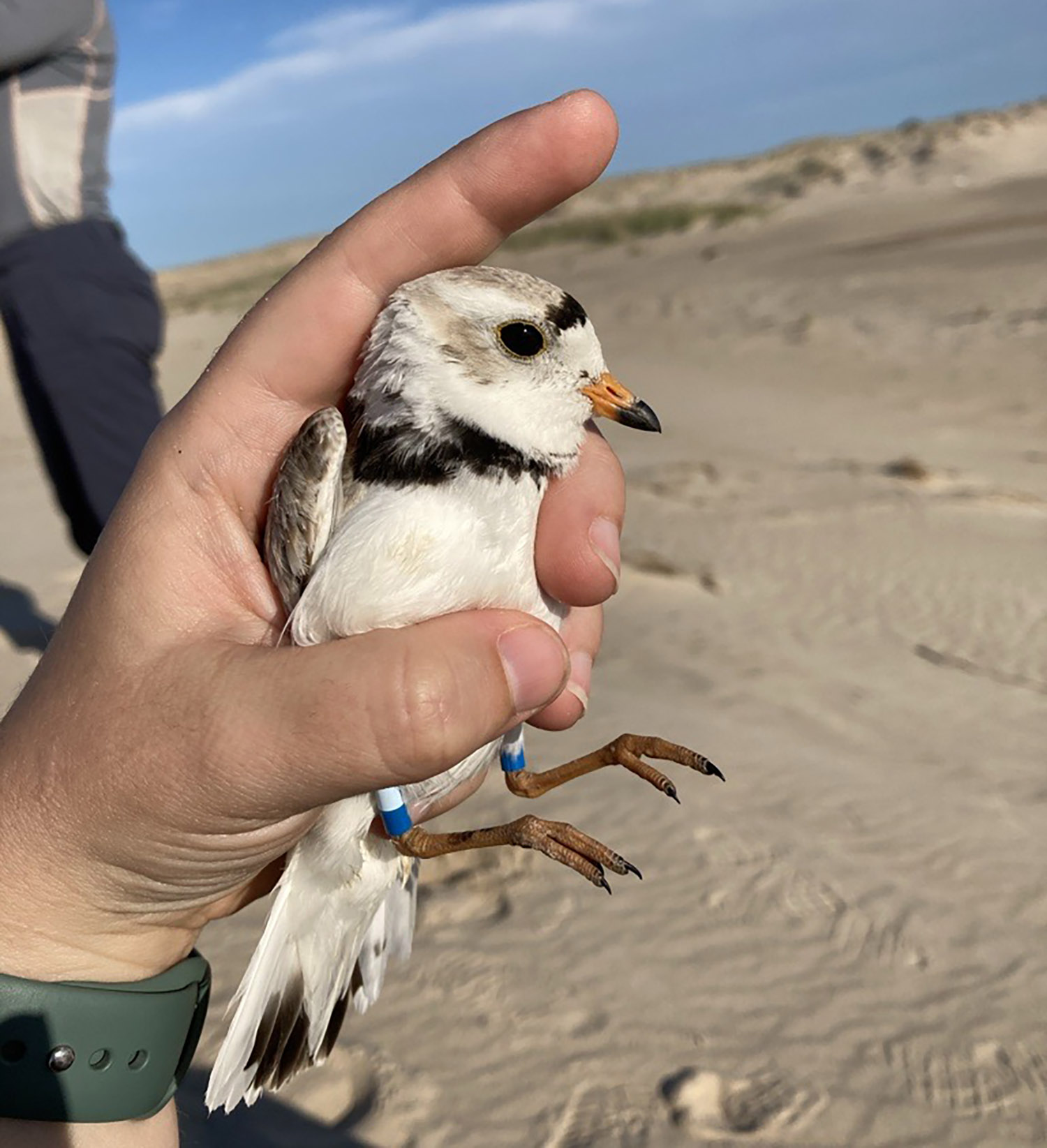 A photo of a hand holding a Piping Plover that is banded around its legs in Delaware – careful monitoring helps track populations and guide conservation. Photo By Samantha Robinson.