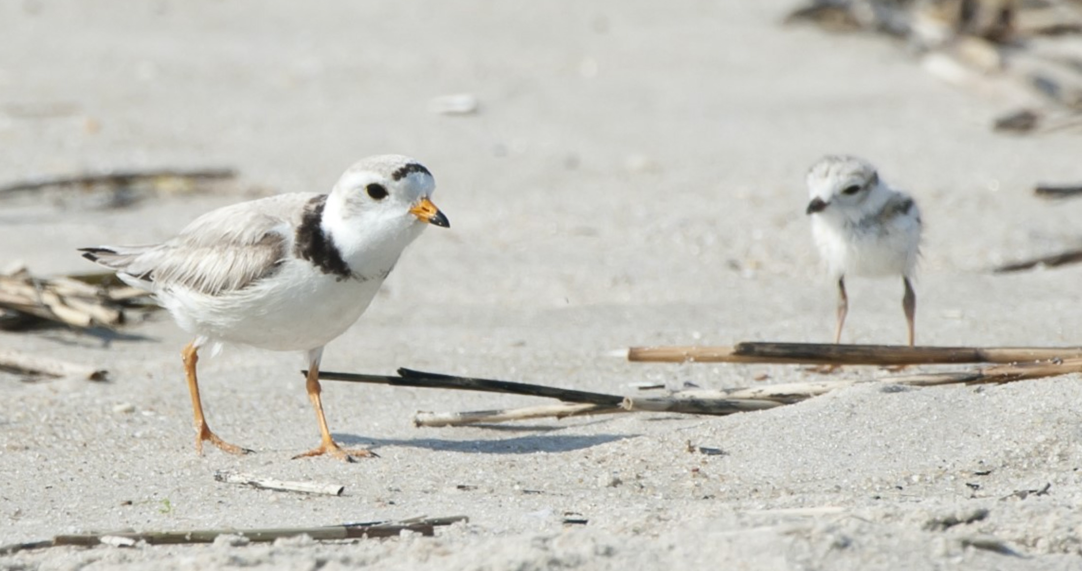 Piping plover with a piping plover walking on sand.