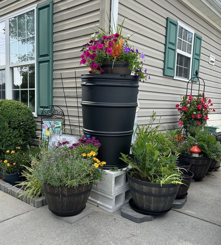 A rain barrel sits under a downspout.