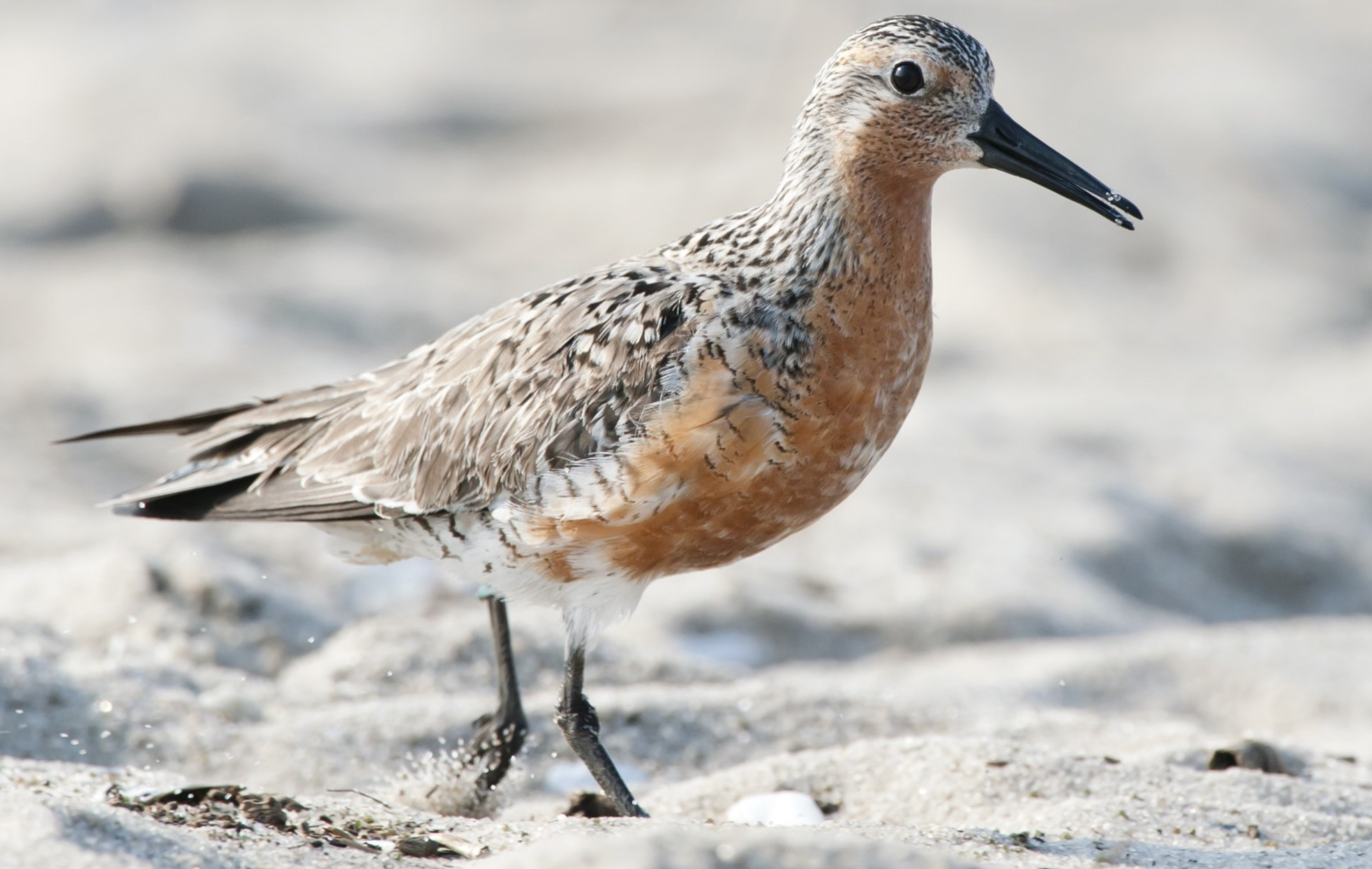Red Knot bird walks on sand. Photo by Harold Davis