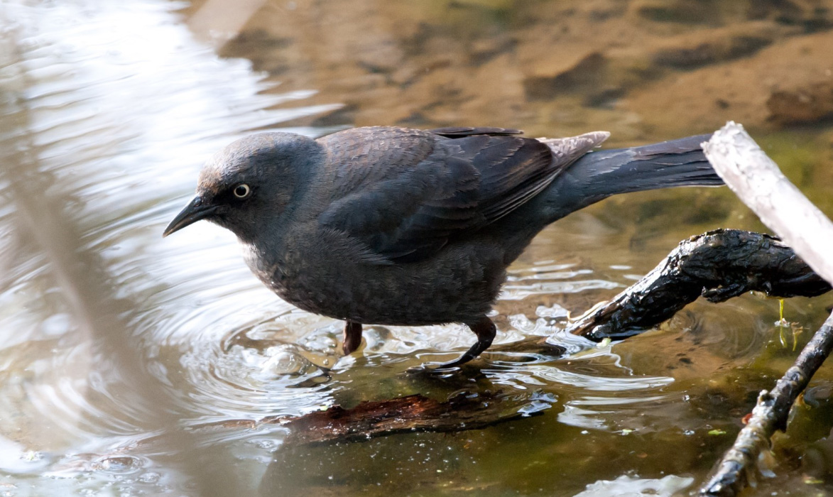 Rusty Blackbird wades in water.