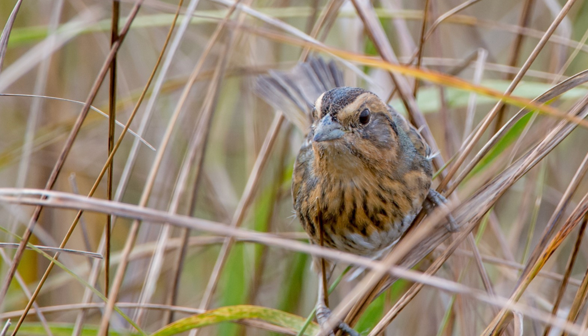 Saltmarsh sparrow perched on grass. Photo by Harold Davis.
