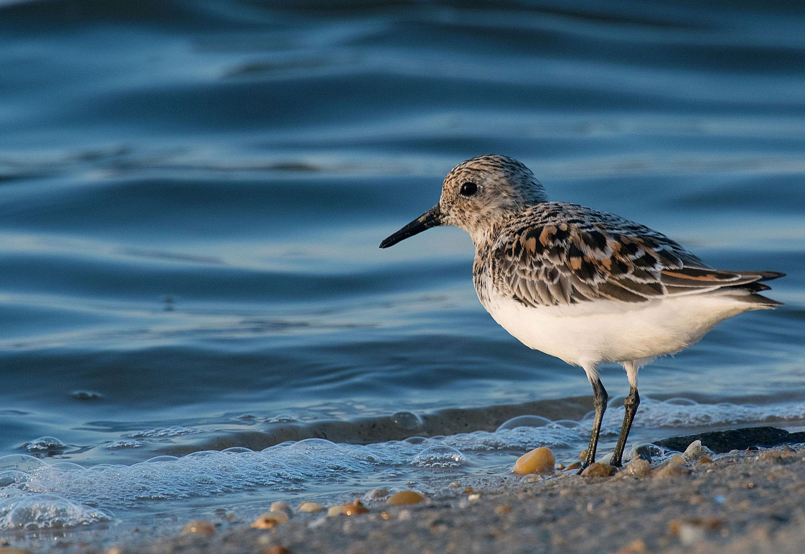 A small bird with a white belly, mottled dark upper body and black beak, stands on a beach at the edge of the water.
