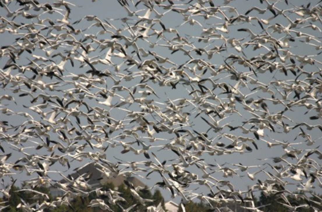 A flock of snow geese flying with a house near the horizon in the background.