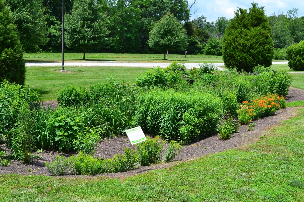 A rain garden with numerous plants is used to help absorb runoff.