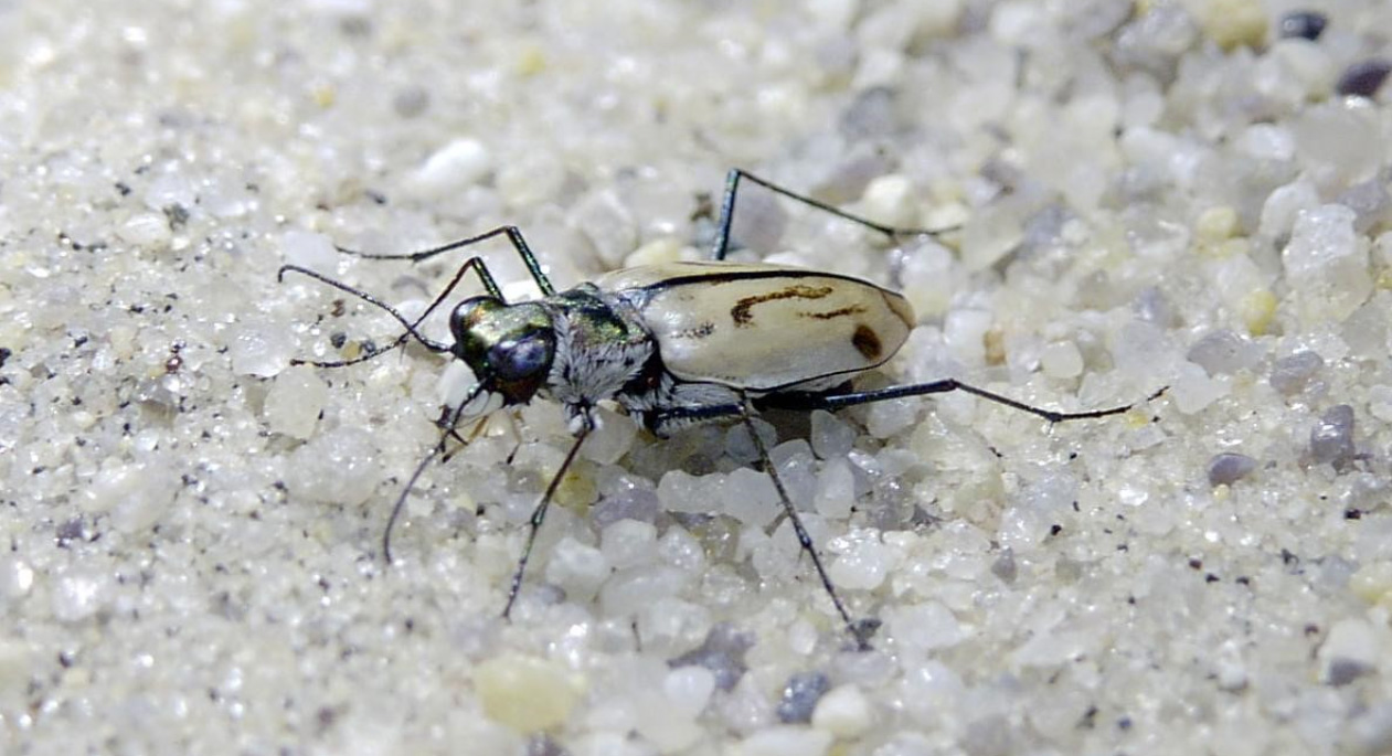 Tiger beetle on fine white sand and pebbles.