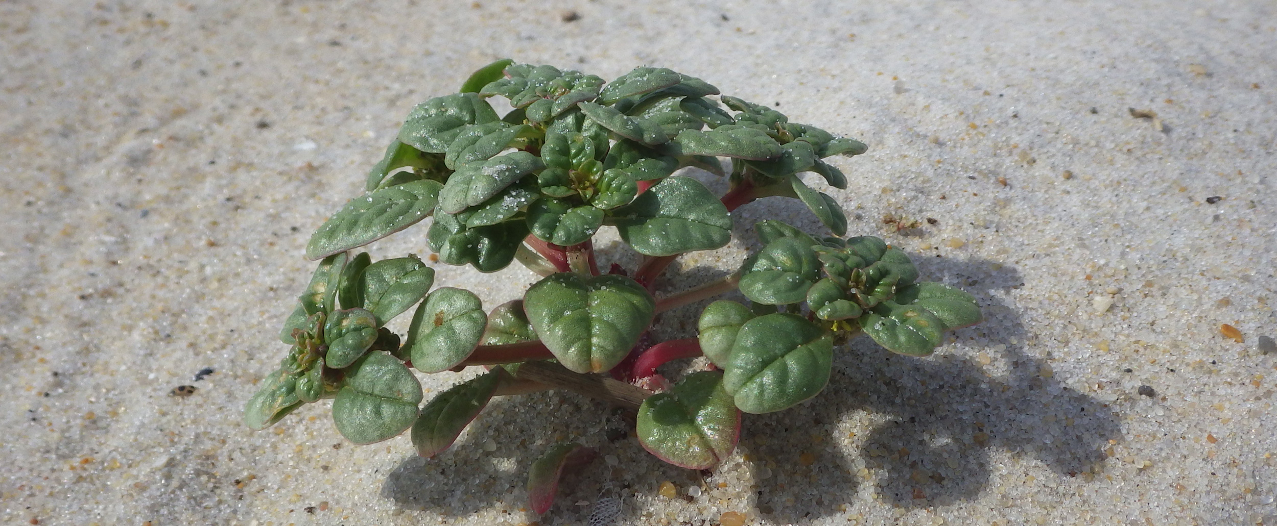 Seabeach amaranth (Amaranthus pumilus) grows among sand. Photo by Kevin Holcomb.