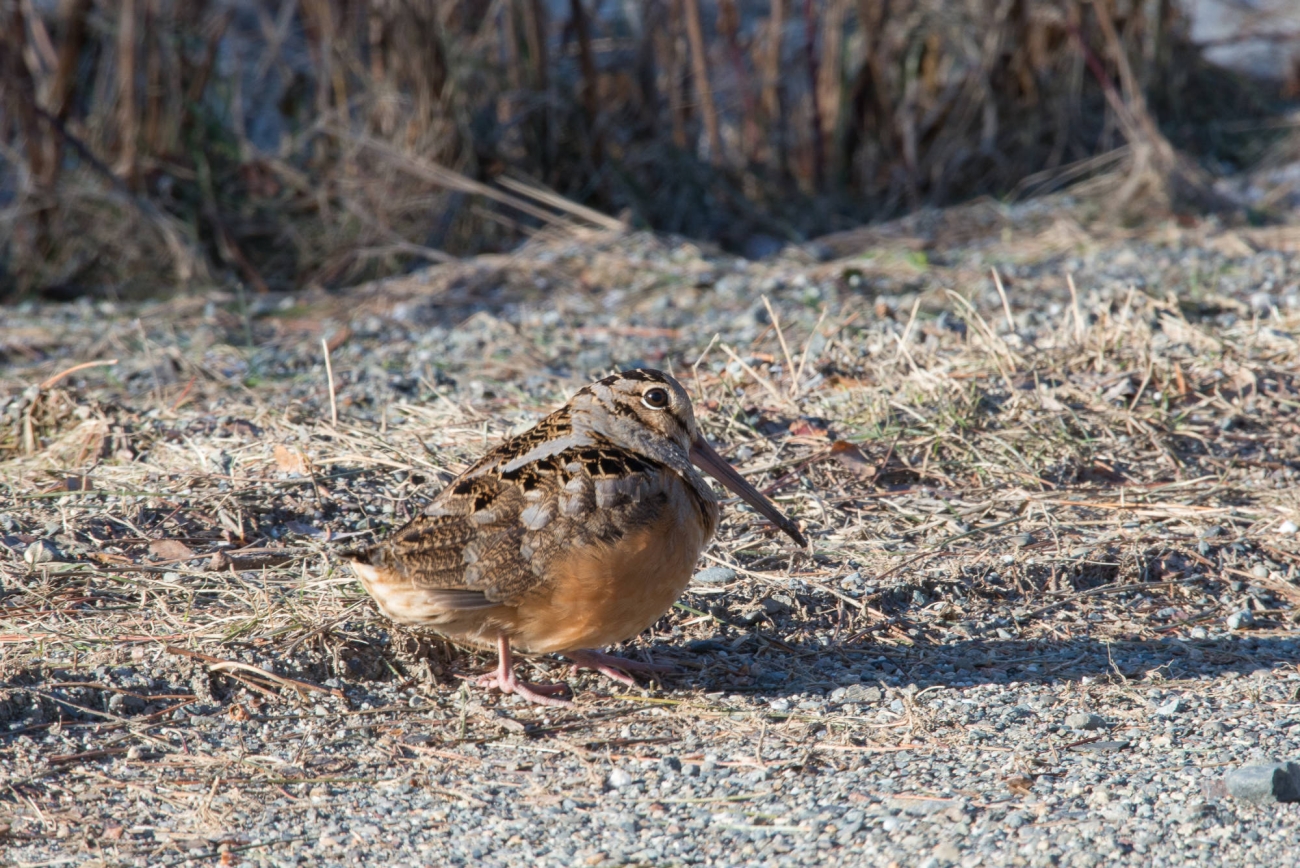 American woodcock on the found with short grass and brush in the background.