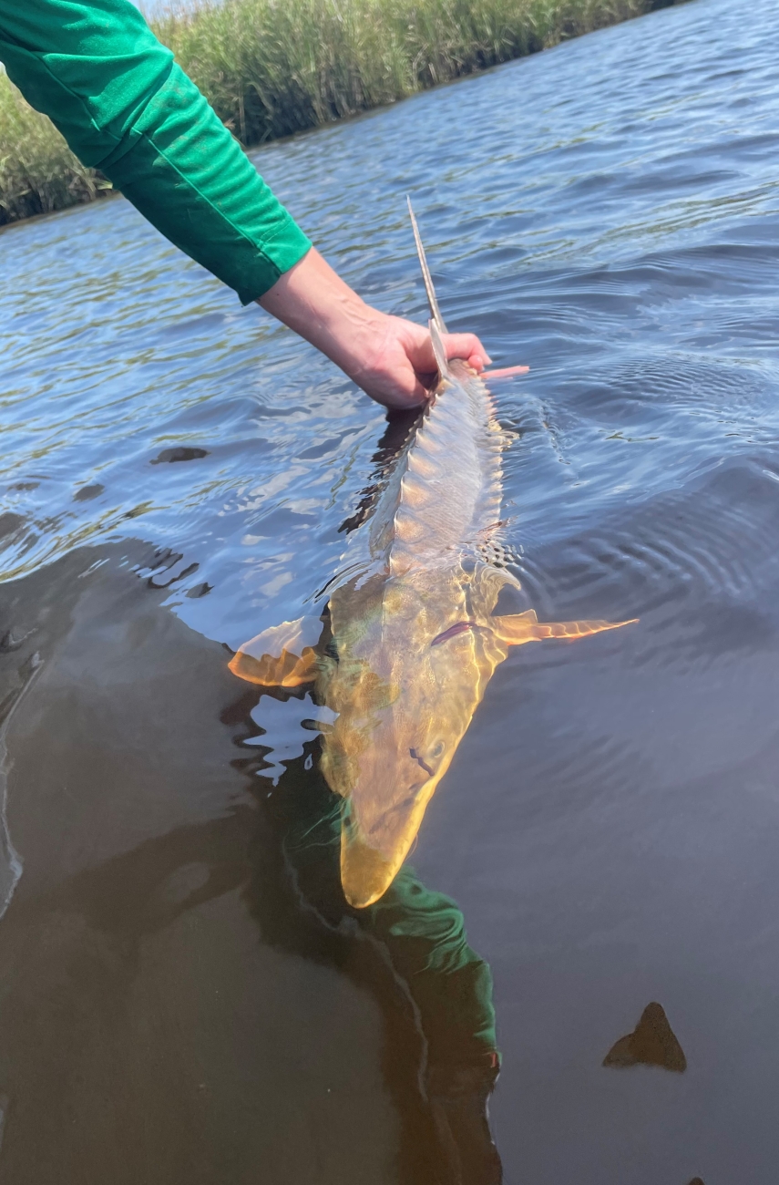 A photo of an arm holding the tail of an Atlantic Sturgeon as it swims in the water.