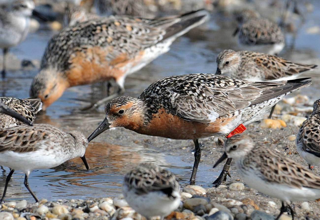A red knot with a red band on its leg feeds in shallow water with other red knots and sanderling birds.