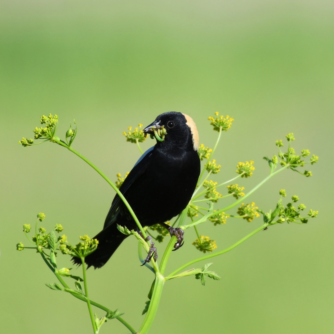 A male boblink bird perched on a green pland with a green and yellow worms in its mouth.
