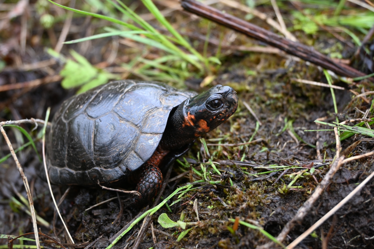 A bog turtle crawls in grass and mud.