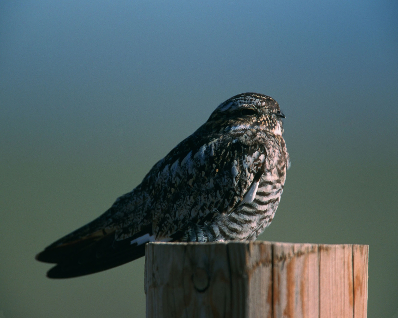 A common nighthawk sits on a post.