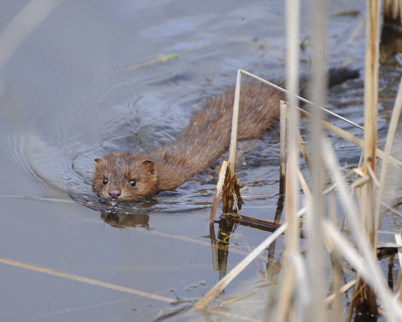 A mink swims in the water with some brown grass along the side.
