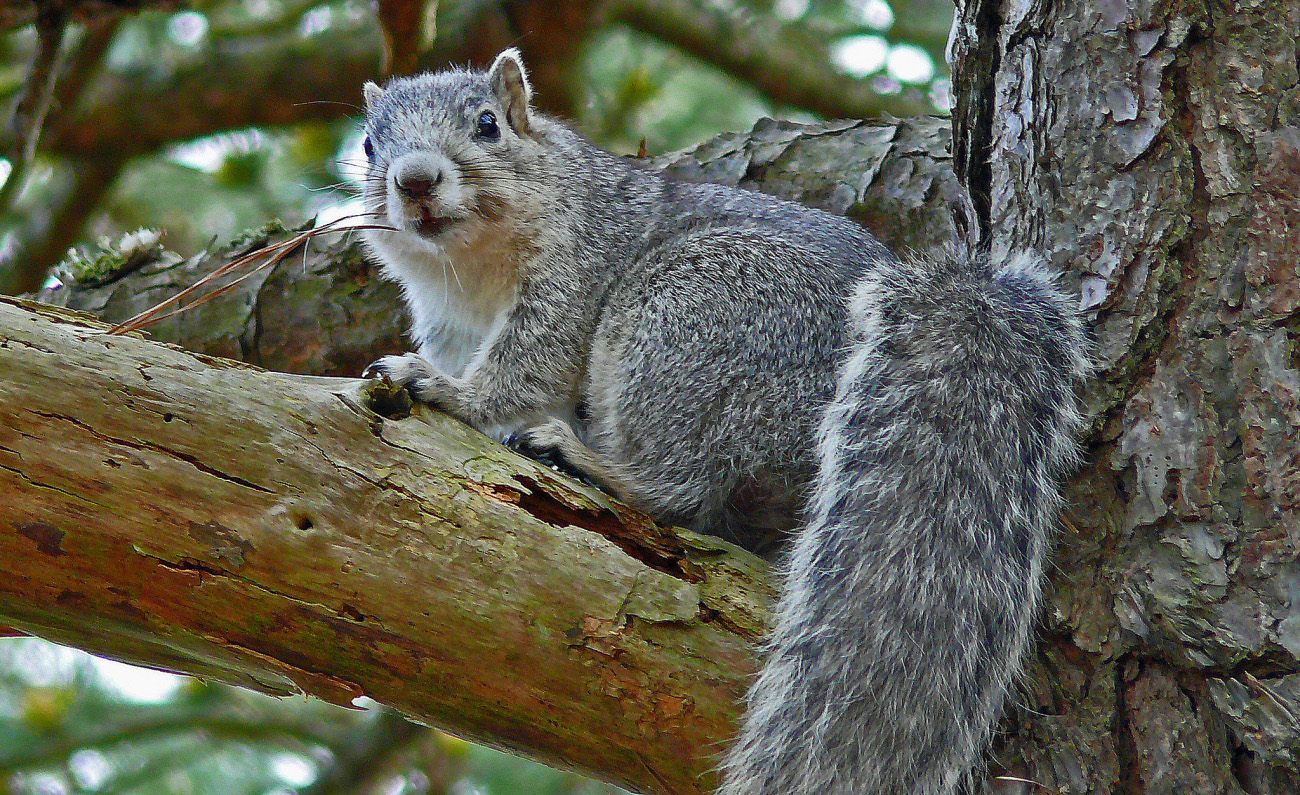Delmarva fox squirrel on a branch in a tree. Photo by Larry Meade.