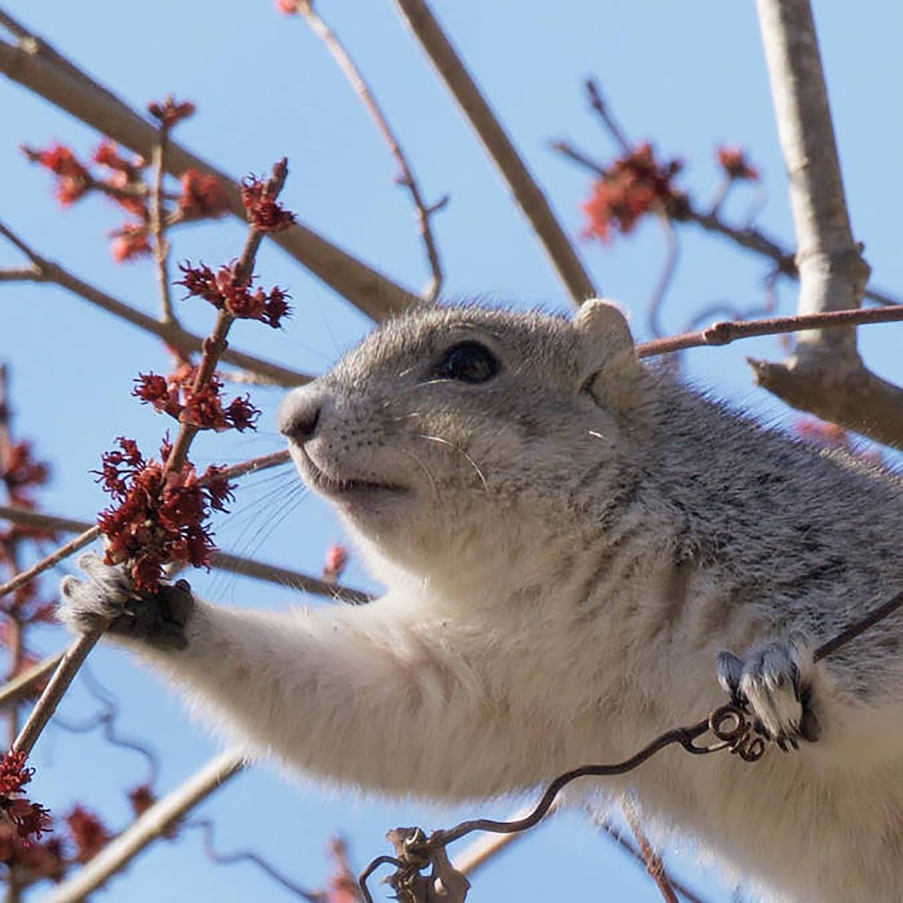 Delmarva peninsula fox squirrel in a tree grabs a branch.