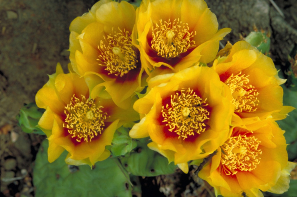 Close up of the flowers of an eastern prickly pear cactus.