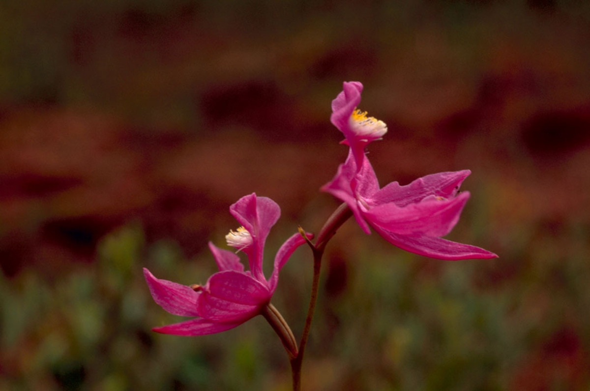 Closeup of a grass pink orchid.