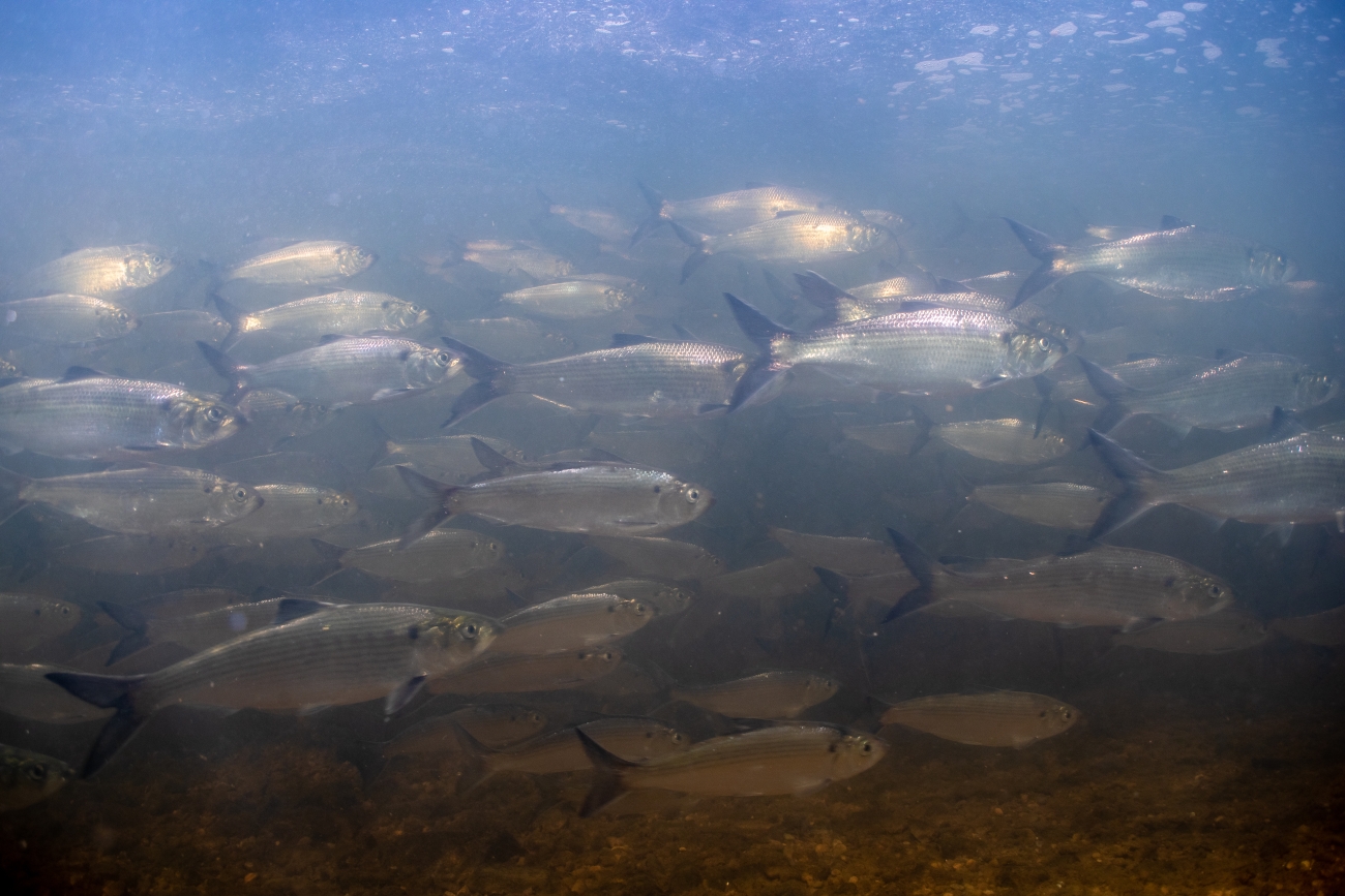 A school of Hickory shad under water.
