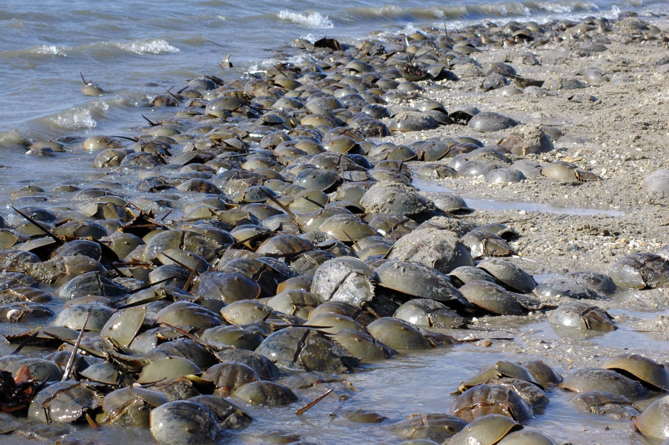 Countless horseshoe crab along the shore, some in the water and some in the sand.