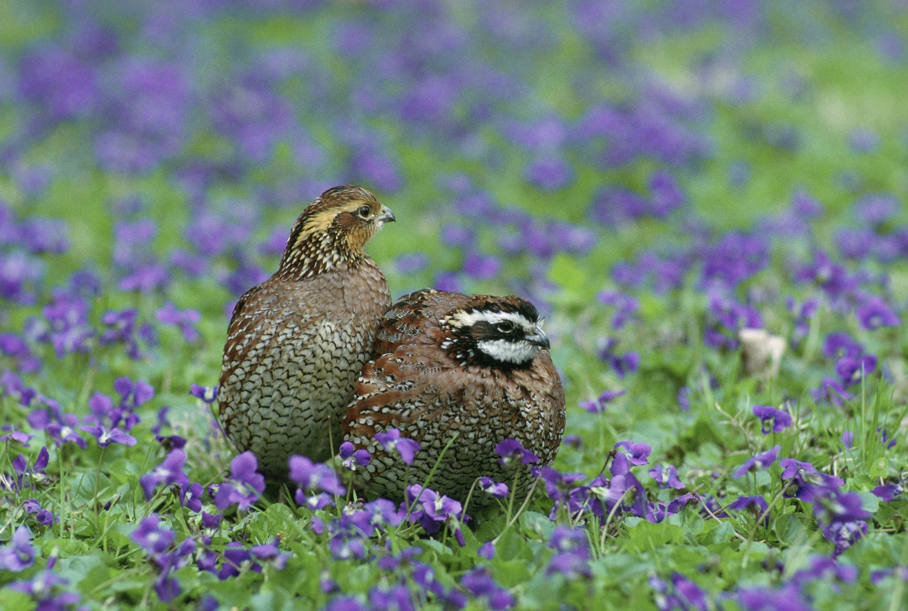 Two small brown birds seen in a field of blue flowers.