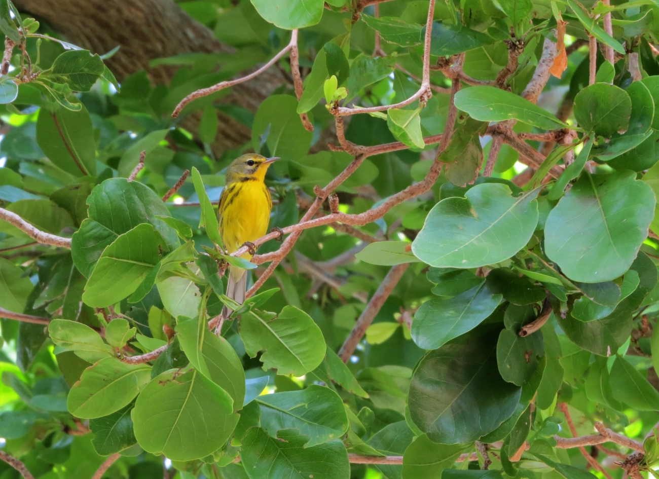 Yellow prairie warbler in a tree with green leaves.