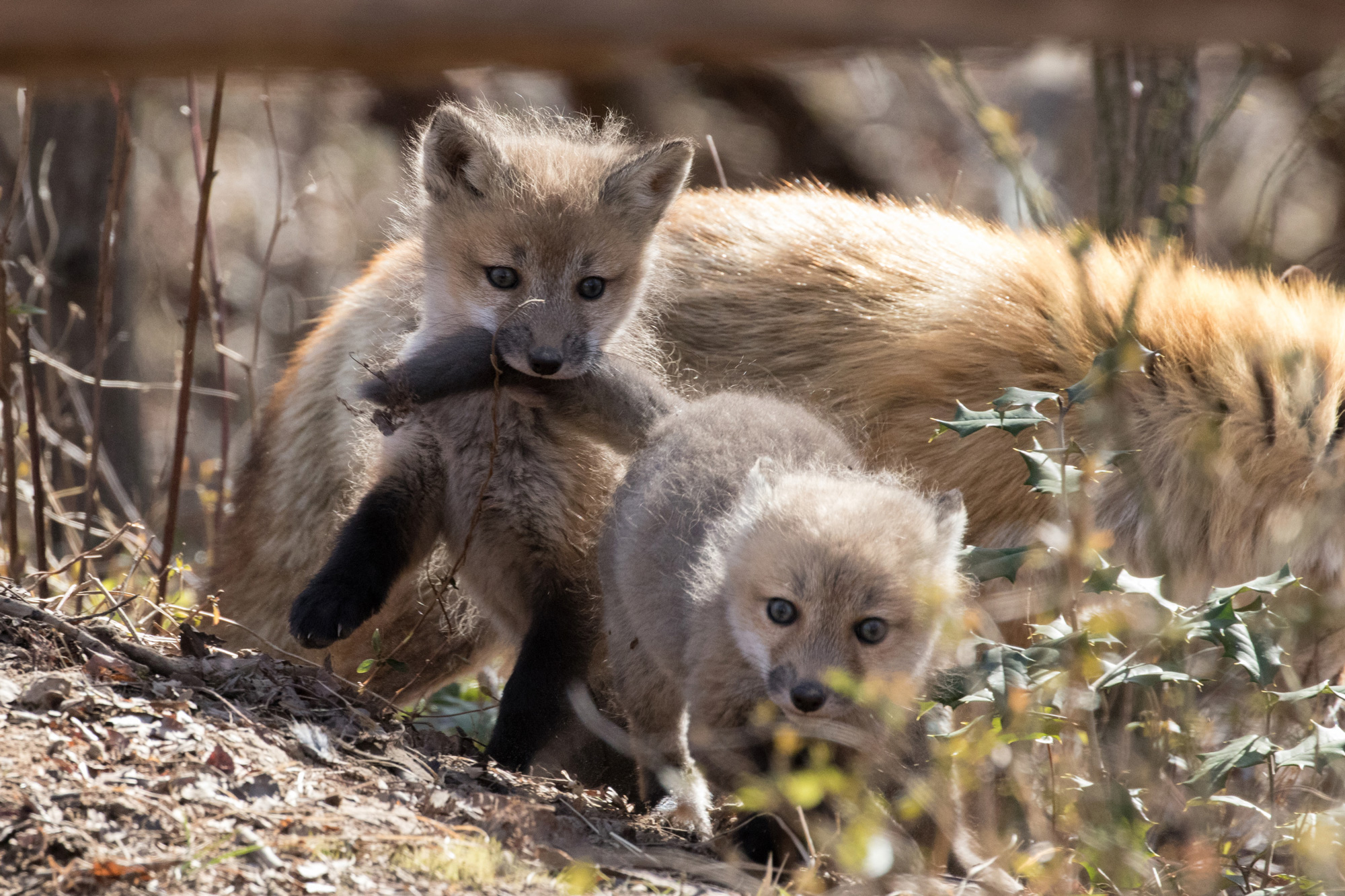 Fox kits playfully chase each other amongst brush.